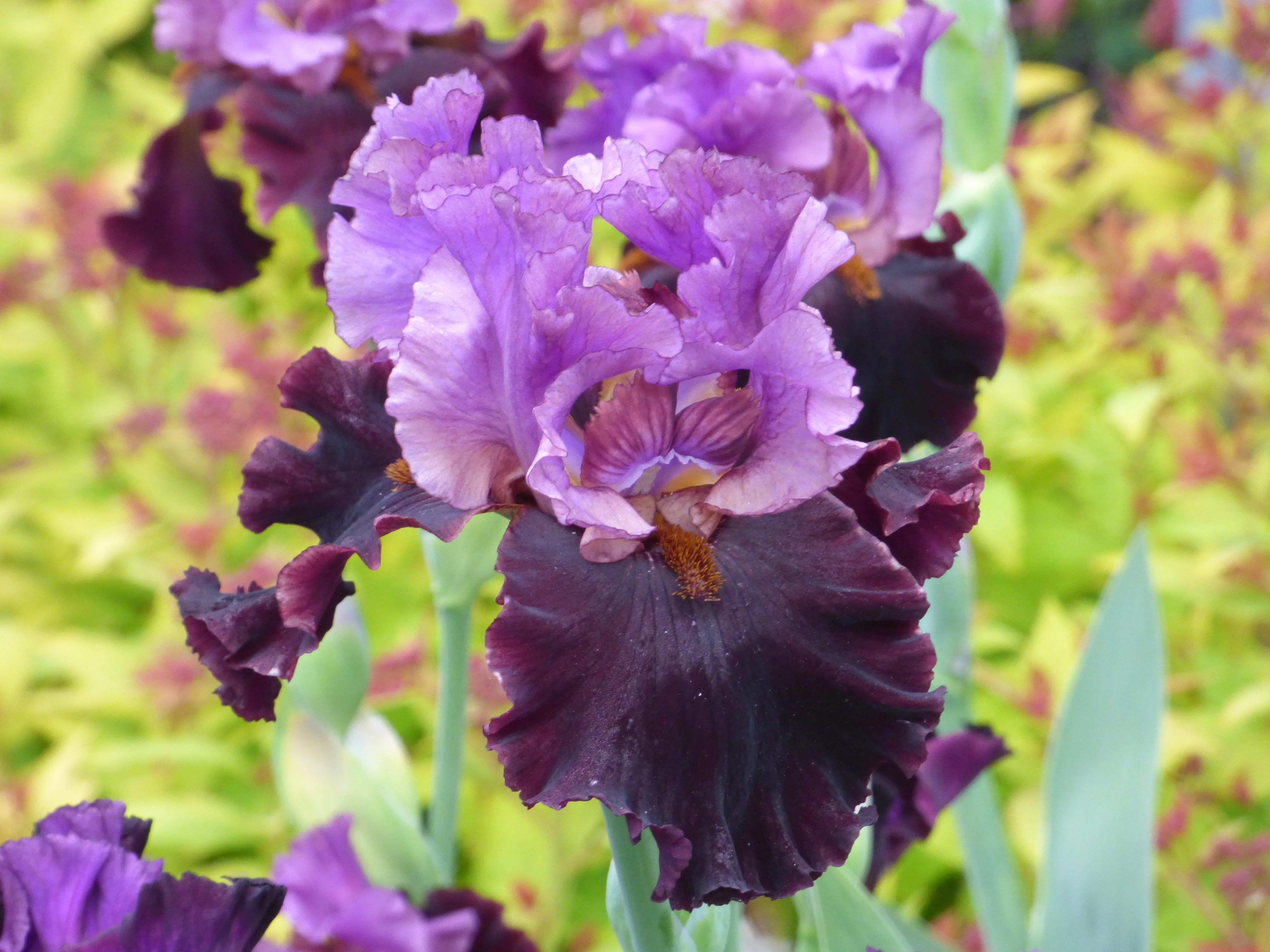 Award Winning Iris
